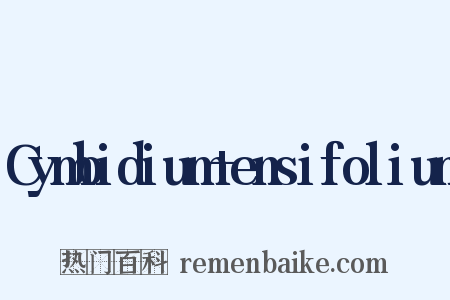 Cymbidium+ensifolium是什么意思的图片